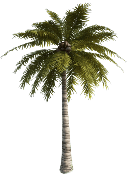 palm tree